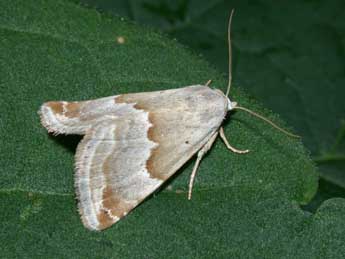 Eublemma amoena Hb. adulte - �Philippe Mothiron