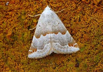 Eublemma amoena Hb. adulte - �David Demerges