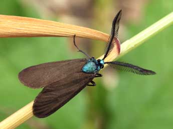 Theresimima ampellophaga Bayle-B. adulte - �Daniel Morel