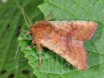 Sideridis lampra Schaw. adulte - �Philippe Mothiron