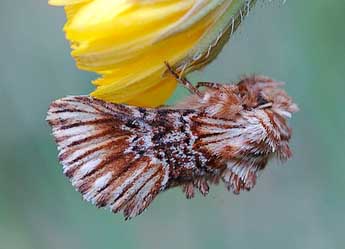 Amephana anarrhini Dup. adulte - �David Demerges