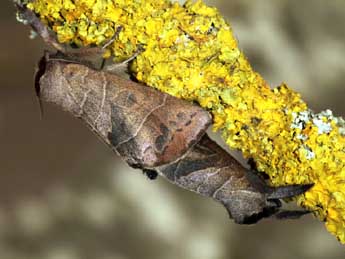 Clostera anastomosis L. adulte - �Daniel Morel