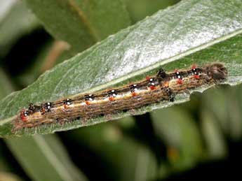  Chenille de Clostera anastomosis L. - �Serge Wambeke