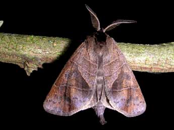 Clostera anastomosis L. adulte - �Samuel Ducept