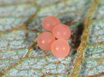  Oeuf de Clostera anastomosis L. - �Samuel Ducept