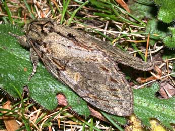 Peridea anceps Gze adulte - �Philippe Mothiron