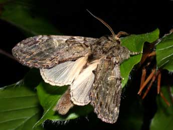 Peridea anceps Gze adulte - �Philippe Mothiron