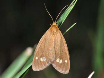 Dysauxes ancilla L. adulte - �Philippe Mothiron