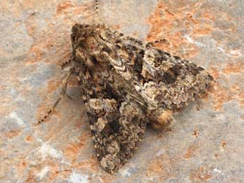 Conisania andalusica Stgr adulte - �Daniel Morel