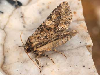 Conisania andalusica Stgr adulte - �Daniel Morel