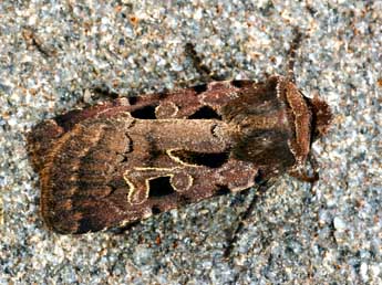 Chersotis andereggii Bsdv. adulte - �Daniel Morel