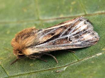 Mythimna anderreggii Bsdv. adulte - �Daniel Morel