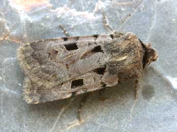 Chersotis andereggii Bsdv. adulte - �Daniel Morel