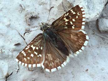 Pyrgus andromedae Wallengren adulte - �Daniel Morel