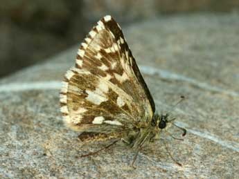 Pyrgus andromedae Wallengren adulte - �Daniel Morel