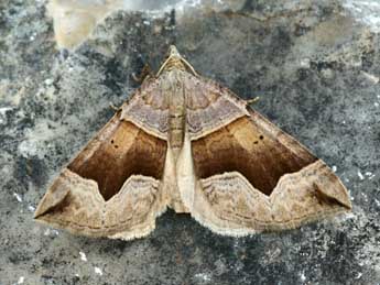 Scotopteryx angularia Vill. adulte - �Daniel Morel