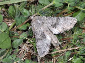 Mniotype anilis Bsdv. adulte - �Philippe Mothiron