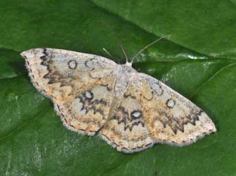 Cyclophora annularia F. adulte - �Philippe Mothiron