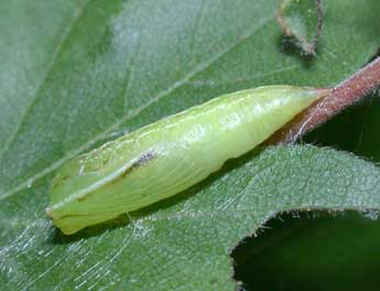  Chrysalide de Cyclophora annularia F. - �Philippe Mothiron