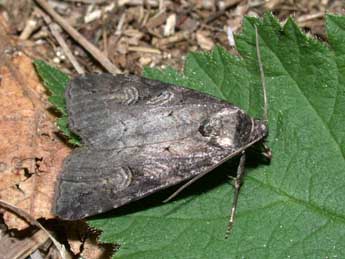 Stilbia anomala Hw. adulte - �Philippe Mothiron