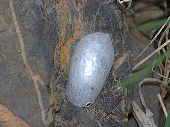  Chrysalide de Zygaena anthyllidis Bsdv. - �David Demerges