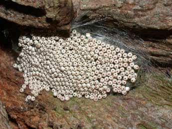  Oeuf de Orgyia antiqua L. - �Philippe Mothiron