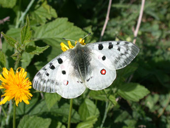 Parnassius apollo L. adulte - �Philippe Mothiron