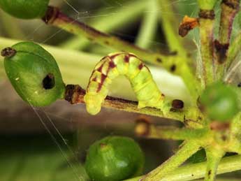  Chenille de Acasis appensata Ev. - �Daniel Morel