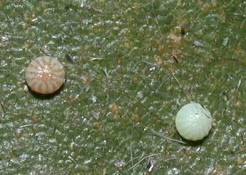  Oeuf de Griposia aprilina L. - �Philippe Mothiron