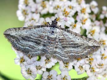 Horisme aquata Hb. adulte - �Daniel Morel