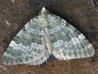 Colostygia aqueata Hb. adulte - �Daniel Morel