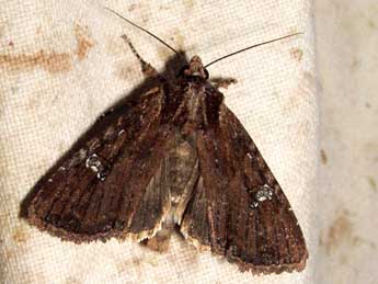 Apamea aquila Donz. adulte - �Jean-Pierre Lamoline