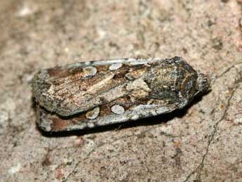 Euxoa aquilina D. & S. adulte - �Patrick Rosset