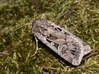 Euxoa aquilina D. & S. adulte - �Philippe Mothiron