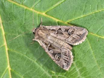 Euxoa aquilina D. & S. adulte - �Philippe Mothiron