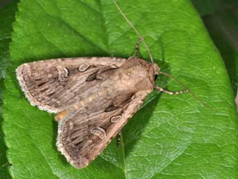 Euxoa aquilina D. & S. adulte - �Philippe Mothiron