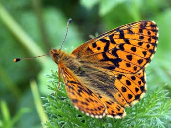 Boloria aquilonaris Stichel adulte - �Daniel Morel