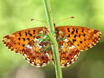 Boloria aquilonaris Stichel adulte - �Daniel Morel