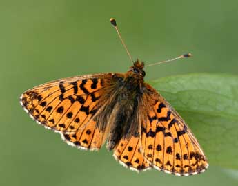 &copy;Daniel Morel. Boloria aquilonaris Stichel