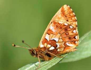Boloria aquilonaris Stichel adulte - �Daniel Morel