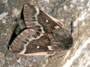 Eriogaster arbusculae Frr adulte - �Jean-Pierre Lamoline