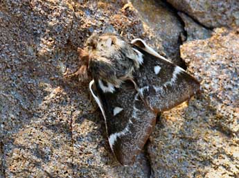 Eriogaster arbusculae Frr adulte - �Daniel Morel