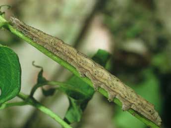  Chenille de Xylocampa areola Esp. - �Philippe Mothiron