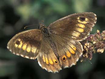 Arethusana arethusa D. & S. adulte - �Tristan Lafranchis