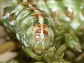  Chenille de Cucullia argentea Hfn. - �Lionel Taurand