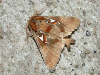 Spatalia argentina D. & S. adulte - �Philippe Mothiron