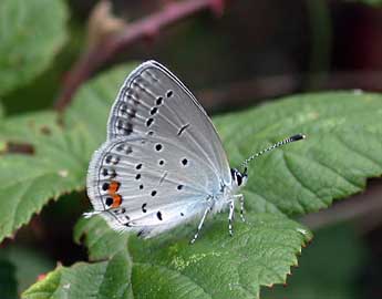 Cupido argiades Pall. adulte - �Philippe Mothiron