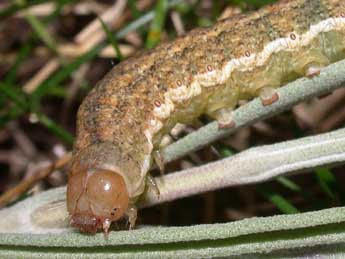  Chenille de Polymixis argillaceago Hb. - �Philippe Mothiron