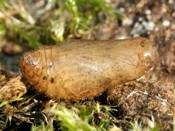  Chrysalide de Celastrina argiolus L. - �Serge Wambeke