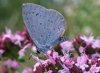 Celastrina argiolus L. adulte - �Philippe Mothiron